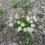 Biobauernhof Hauserbauer شقة *