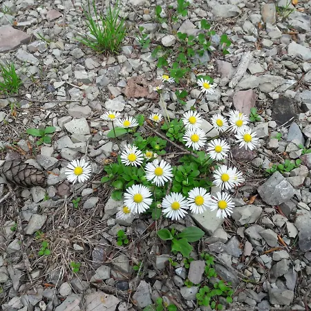 Biobauernhof Hauserbauer Apartman *
