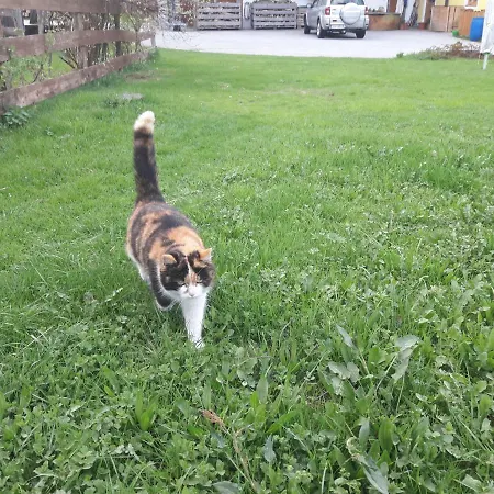 Biobauernhof Hauserbauer Apartman Hintersee