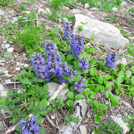 Biobauernhof Hauserbauer *