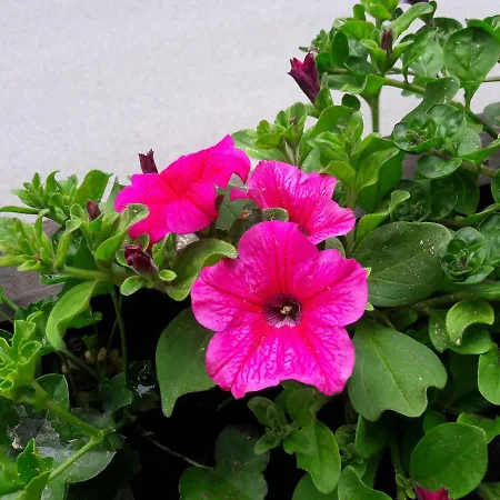 Biobauernhof Hauserbauer Apartman