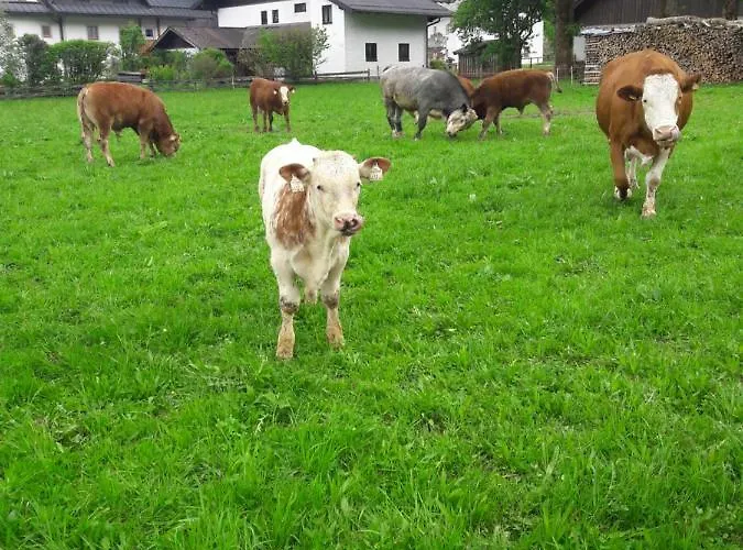 アパート Biobauernhof Hauserbauer