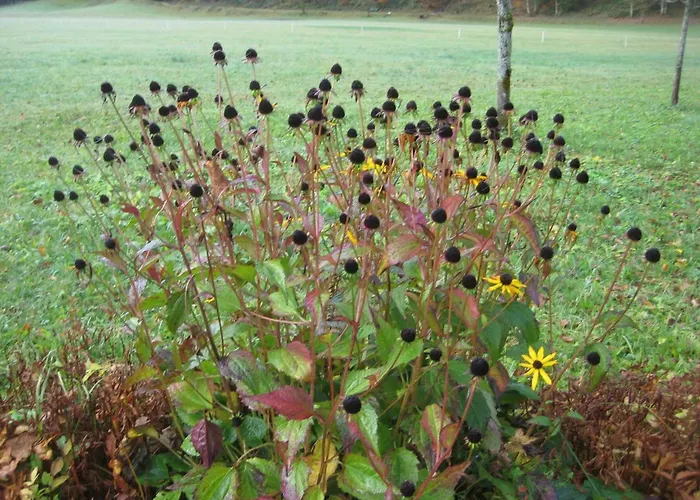 Biobauernhof Hauserbauer アパート *