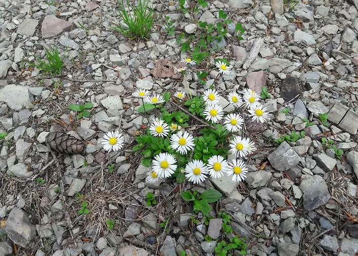 Biobauernhof Hauserbauer アパート *