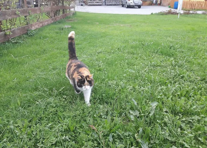 Biobauernhof Hauserbauer アパート ヒンターゼー