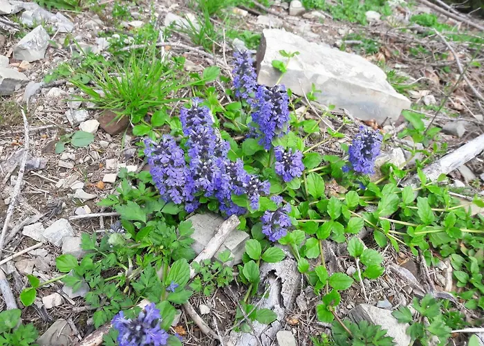 Biobauernhof Hauserbauer *